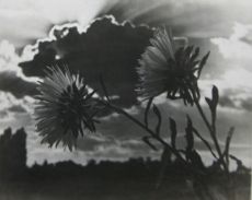 Květiny, 30. léta 20. století