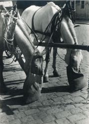 Koňské spřežení, 30.-40. léta 20. století